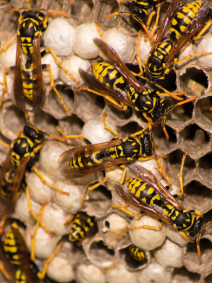 Hornet & Wasp Nest Removal